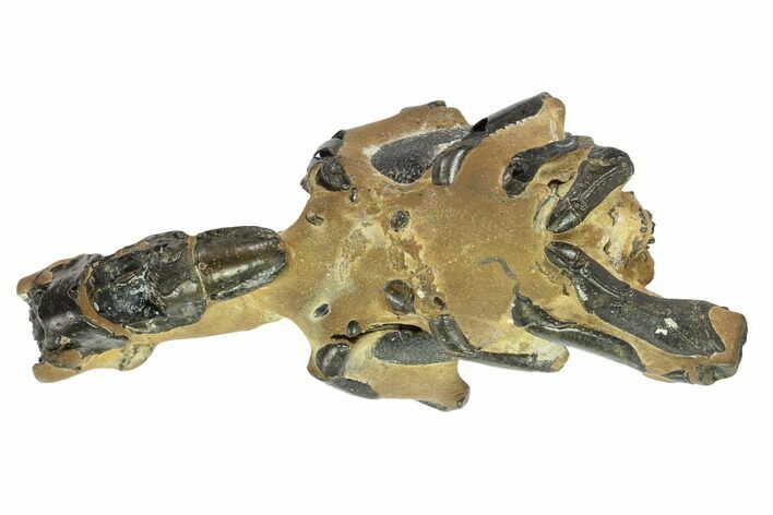 Fossil Mud Lobster (Thalassina) - Australia #95776